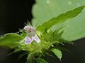 detail of a blossom,