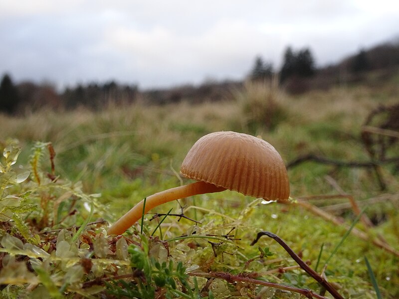 File:Galerina laevis (12) (26696975628).jpg