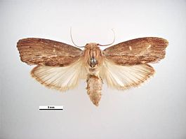 https://upload.wikimedia.org/wikipedia/commons/thumb/6/61/Galleria_mellonella_dorsal.jpg/265px-Galleria_mellonella_dorsal.jpg