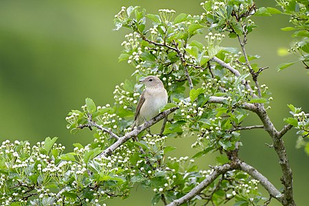 The Swabian Alb is a fascinating place to listen and, if lucky enough, watch birds such as the Eurasian skylark and others. This Garden Warbler was spied singing his beautiful spring anthem in an almost blooming Hawthorn Crataegus monogyna. UNESCO Biosphere Reserve Swabian Alb.