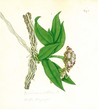 Drawing of the type of Gastrochilus dasypogon by Francis Buchanan-Hamilton Gastrochilus dasypogon (Aerides dasypogon).jpg