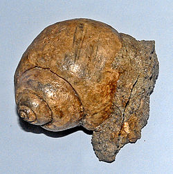 Gastropoda - Ampullinopsis crassatina-001.JPG