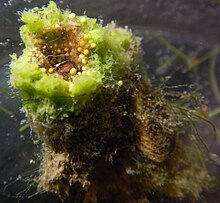 The gemmules of Spongilla Lacustris inside the original parent sponge