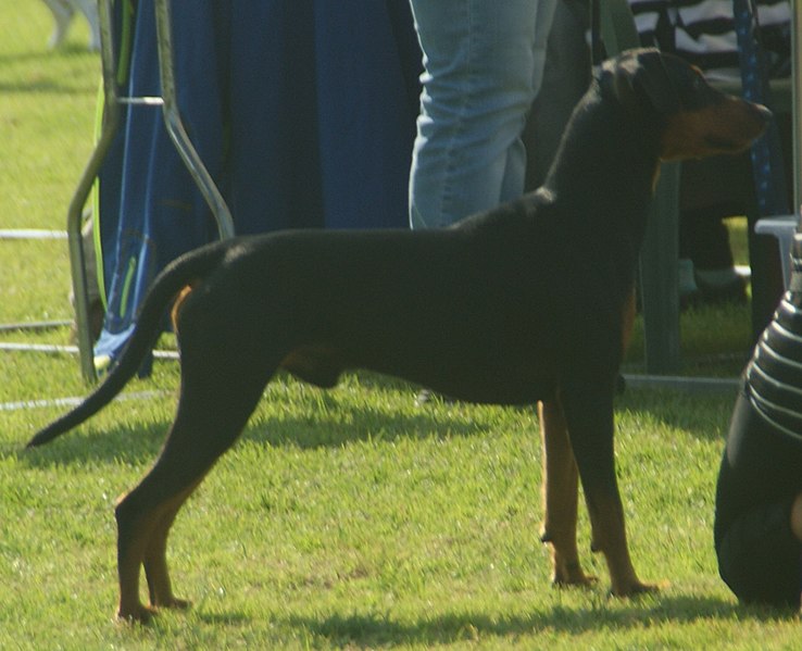 File:German Pinscher 2018 2.jpg