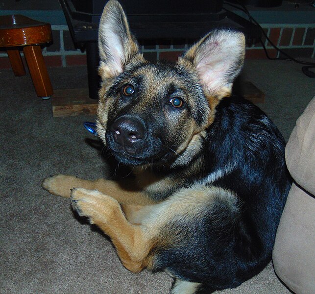 File:German Shepard Puppy 4-26-2017.jpg