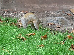 Getting ready for winter - geograph.org.uk - 602588.jpg