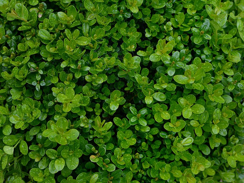 Виды самшитов, купить Украина, Киев цена, sempervirens, microphylla, Faulkner Blauer Heinz