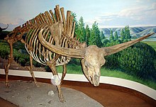 A skeleton of Bison latifrons Giant bison.jpg