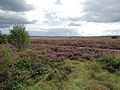 Miniatuur voor Ginkelse Heide