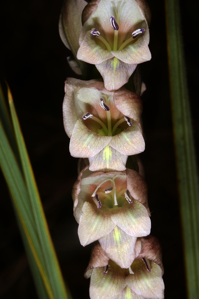 File:Gladiolus sericeovillosus subsp. sericeovillosus 1DS-II 1-7800.png