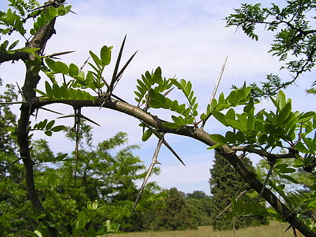 Tập_tin:Gleditsia_texana_2.jpg