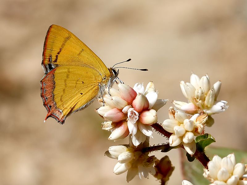 File:Golden Sapphire (32667887834).jpg