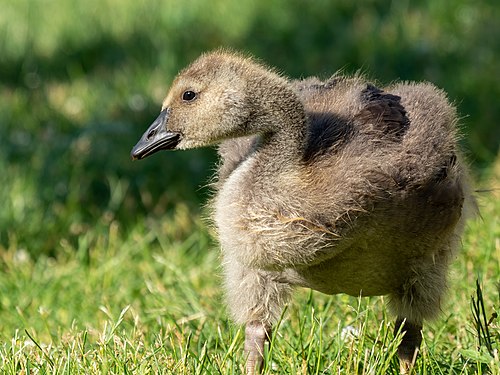 Canada goose gosling in Green-Wood Cemetery