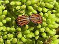 Streifenwanze (Graphosoma lineatum)