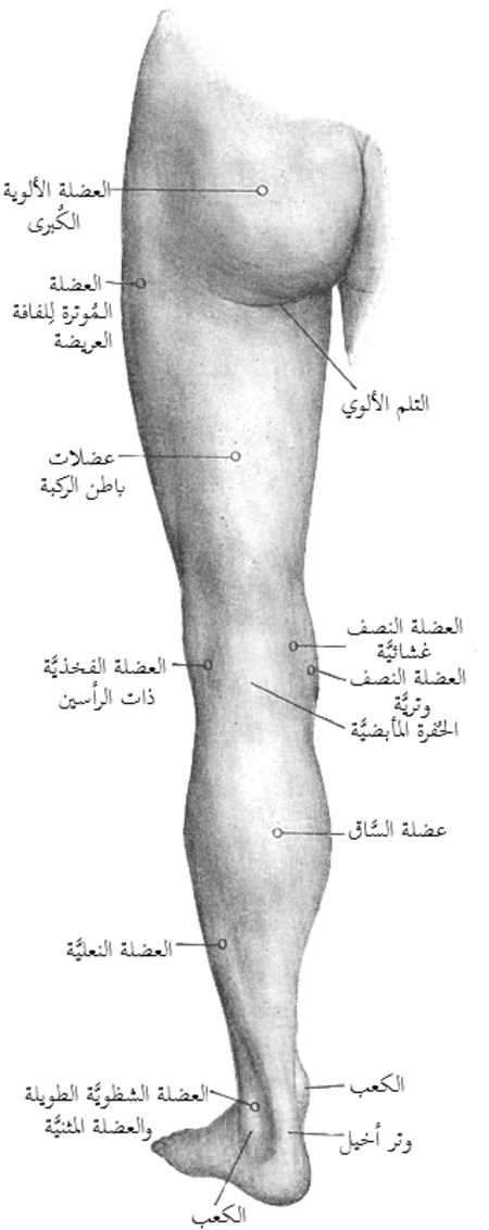 Back of left lower extremity.