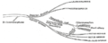 En skematisk tegning af grenene fra n. oculomotorius