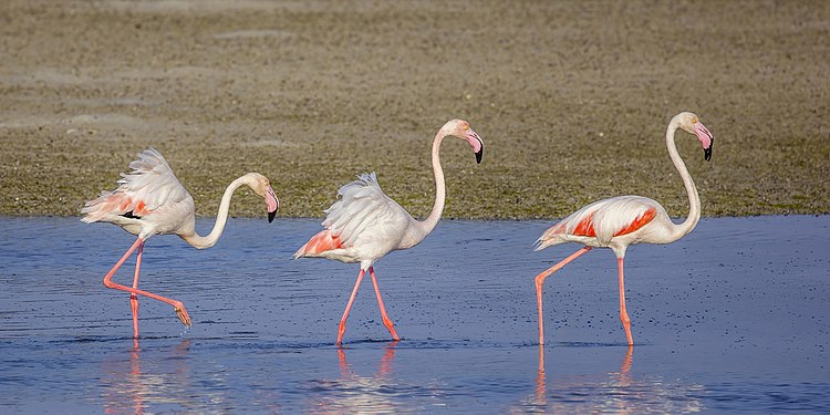 Phoenicopterus roseus (Greater flamingos) Dohat Arad Lagoon, Muharraq, Bahrain
