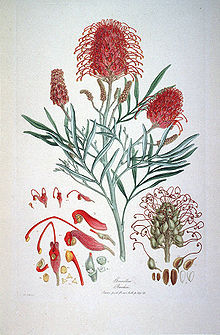 Grevillea Banksii (Illustrationes Florae Novae Hollandiae plate 9).jpg