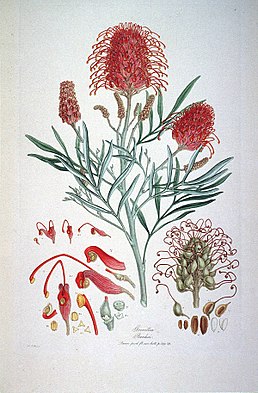 Grevillea banksii