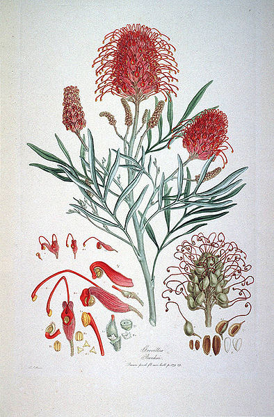 File:Grevillea Banksii (Illustrationes Florae Novae Hollandiae plate 9).jpg