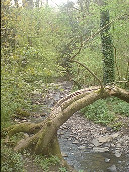 Greyfield Woods - geograph.org.uk - 424507
