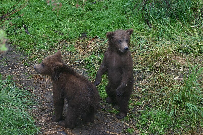 File:Grizzly babies.JPG