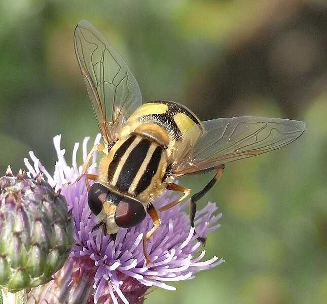 File:Große Sumpfschwebfliege.jpg