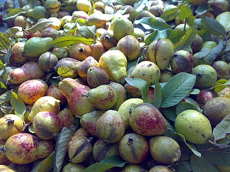 Guavas in Pakistan.jpg