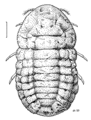 <i>Coelostomidia zealandica</i> Species of true bug