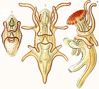 Les trois stades larvaires des étoiles de mer : scaphularia, bipinnaria, brachiolaria.
