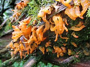 Svenska: Svamp: Hagtornsrost (Gymnosporangium clavariiforme) på enbuske (Juniperus communis) i Väsmestorps naturreservat.