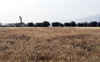 مزارع جو و گندم روستای حاجی‌آباد زبرخان نیشابور