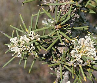 <i>Hakea psilorrhyncha</i> Species of shrub in the family Proteaceae native to Western Australia