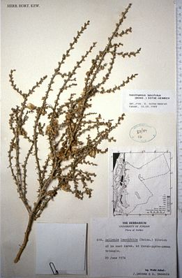 Halothamnus lancifolius, herbarium sheet.JPG