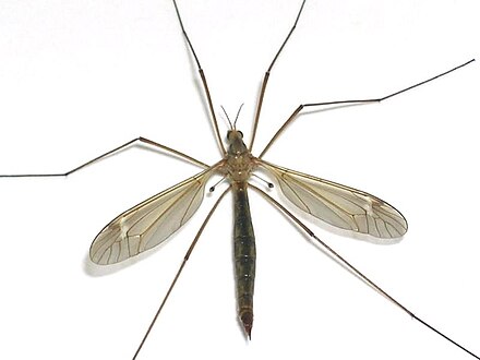 A cranefly, showing the hind wings reduced to drumstick-shaped halteres