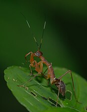 Hapalopeza nilgirica nymph