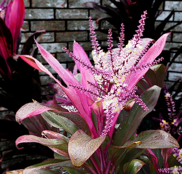 File:Hawaiian Ti Plant -- Cordyline fruticosa.jpg