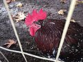 Chicken, October 2016