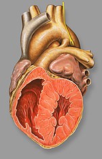 Miniatura para Conducto arterioso