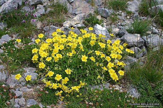 Gelbes Sonnenröschen (Helianthemum nummularium)