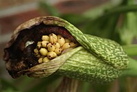 Helicodiceros muscivorus infructescence.jpg