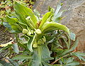 Inflorescence with flower buds