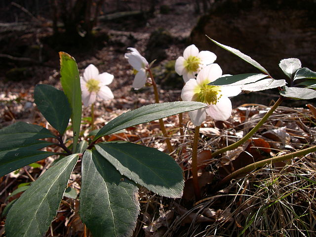 An image of hellebores growing on the forest floor.