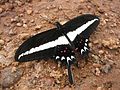 Papilio hectorides