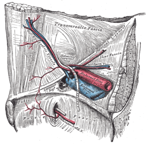 Internal (from posterior to anterior) view of right inguinal area of the male pelvis, with Inferior epigastric vessels labeled at upper left. Hesselbach triangle 547.gif