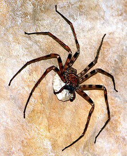 Giant huntsman spider species of arachnid