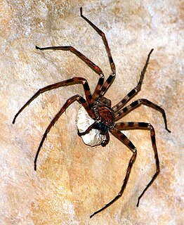 <i>Heteropoda</i>