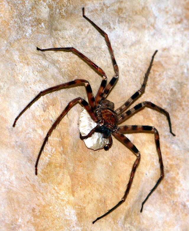Spider - Wikipedia