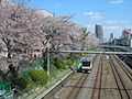 東中野駅 - 中野駅間の桜並木の横を走る（2010年4月10日）
