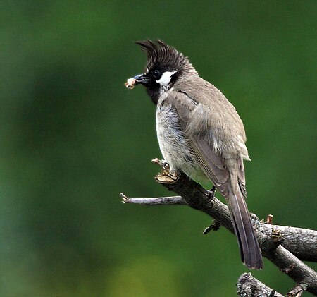 Himalayan Bulbul I IMG 6480.jpg